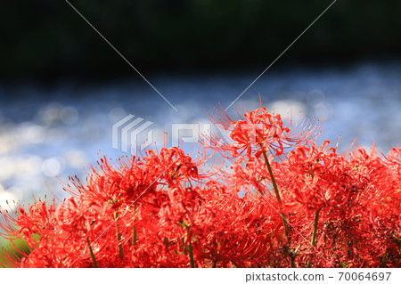Cluster amaryllis 2796 Cluster amaryllis 2796 70064697