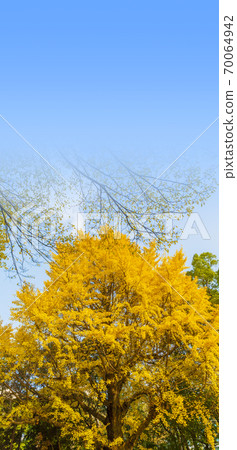 Shine of autumn leaves, golden color, ginkgo of yellow leaves 70064942