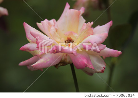 Arao City Ominous Citizen Flower Bed Rose Flower, 70065034