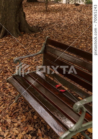 Autumn leaves of the Jingu Gaien Autumn leaves of the Jingu Gaien 70065243