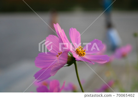 Cosmos Cosmos 70065402