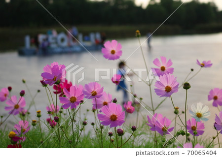 Cosmos Cosmos 70065404