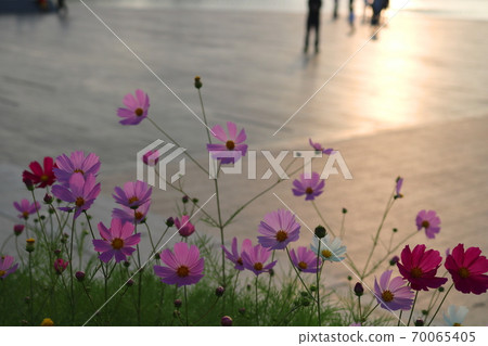 Cosmos Cosmos 70065405