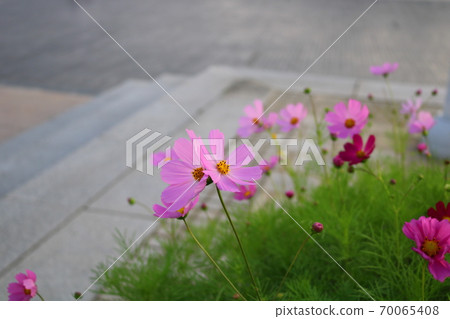 Cosmos Cosmos 70065408