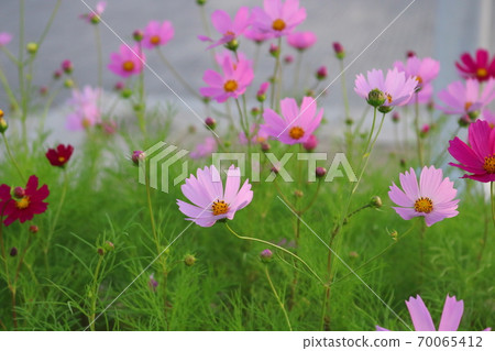 Cosmos Cosmos 70065412