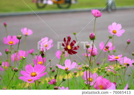 Cosmos Cosmos 70065413