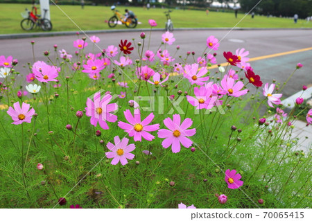 Cosmos Cosmos 70065415