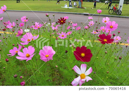 Cosmos Cosmos 70065416