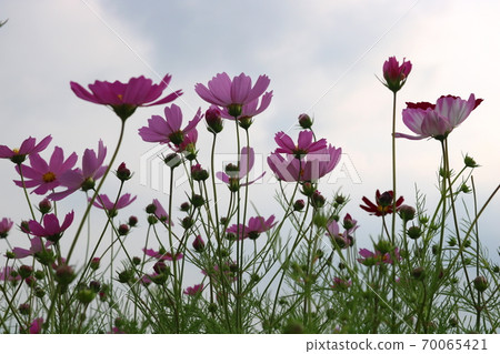 Cosmos Cosmos 70065421