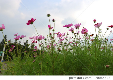 Cosmos 70065422