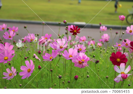 Cosmos Cosmos 70065455