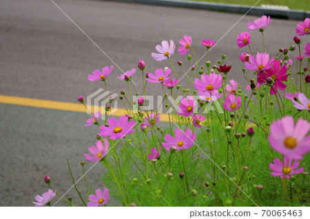 Cosmos Cosmos 70065463