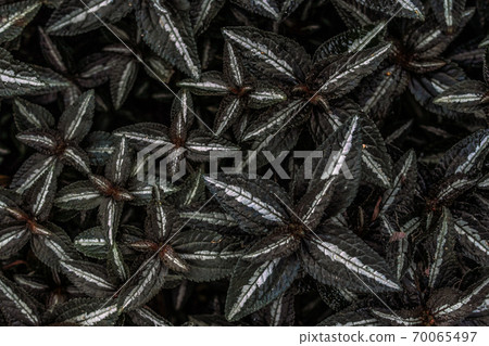 葉子擁擠時張開 70065497