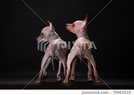 Two puppies of breed the American hairless terrier 70065610