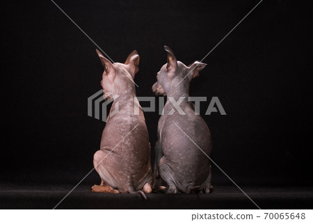 Maidens naked doggies sit a back to the viewer Maidens naked doggies sit a back to the viewer 70065648