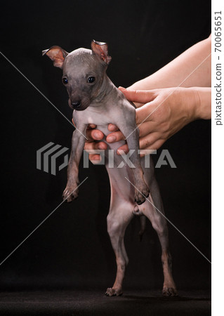 puppies of breed the American hairless terrier 70065651