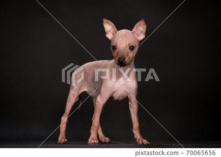 Puppies of breed the American hairless terrier Puppies of breed the American hairless terrier 70065656