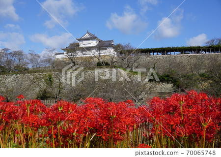 岡山縣津山市最佳100個櫻花景點之一“鶴山公園(津山城腳趾)”:當河岸上的花朵盛開時 岡山縣津山市最佳100個櫻花景點之一“鶴山公園(津山城腳趾)”:當河岸上的花朵盛開時 70065748