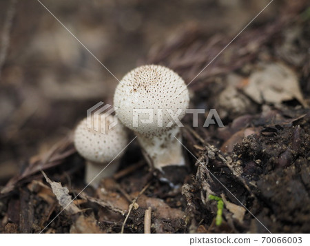 LYCOPERDON PERLATUM 70066003