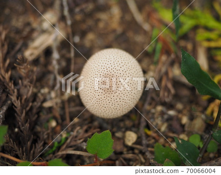 LYCOPERDON PERLATUM 70066004