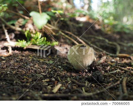 LYCOPERDON PERLATUM 70066005