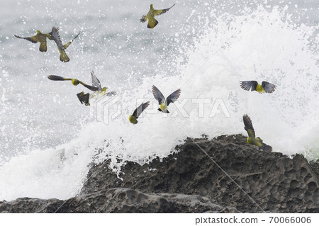A flock of green pigeons swallowed by the waves 70066006