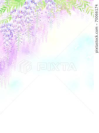  Wisteria flowers 70066174