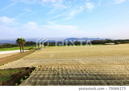 湘南三浦半島三浦市特產白蘿蔔栽培開始的秋天 湘南三浦半島三浦市特產白蘿蔔栽培開始的秋天 70066175