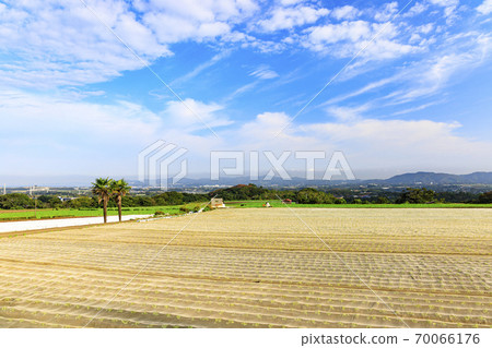 湘南三浦半島三浦市特產白蘿蔔栽培開始的秋天 湘南三浦半島三浦市特產白蘿蔔栽培開始的秋天 70066176