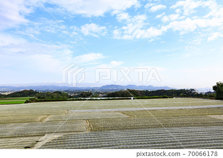 湘南三浦半島三浦市特產白蘿蔔栽培開始的秋天 湘南三浦半島三浦市特產白蘿蔔栽培開始的秋天 70066178