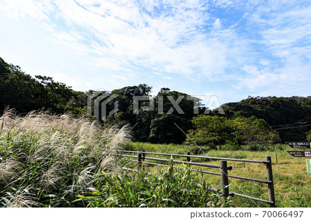 Original scenery of Shonan Miura Peninsula Autumn of Koajiro no Mori, the best wetland in the metropolitan area (wetland area) Original scenery of Shonan Miura Peninsula Autumn of Koajiro no Mori, the best wetland in the metropolitan area (wetland area) 70066497
