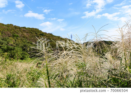 Original scenery of Shonan Miura Peninsula Autumn of Koajiro no Mori, the best wetland in the metropolitan area (wetland area) Original scenery of Shonan Miura Peninsula Autumn of Koajiro no Mori, the best wetland in the metropolitan area (wetland area) 70066504