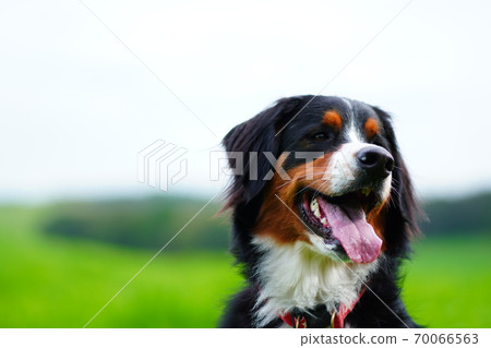 隱藏和看到 70066563