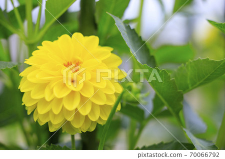 瑪米山公園達莉亞花園盛開 70066792