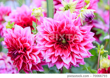 瑪米山公園達莉亞花園盛開 70066793