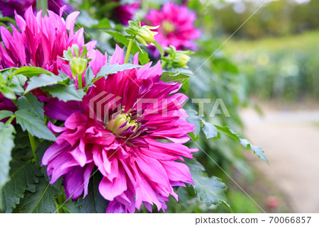 瑪米山公園達莉亞花園盛開 瑪米山公園達莉亞花園盛開 70066857