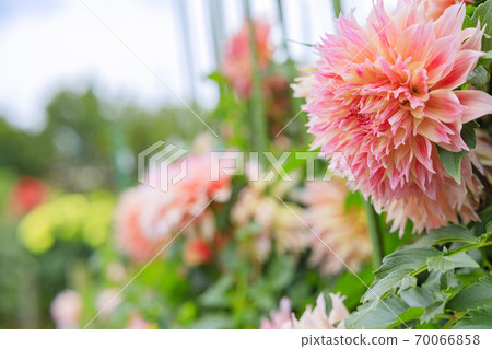 Umami Hill Park Dahlia Garden in full bloom Umami Hill Park Dahlia Garden in full bloom 70066858