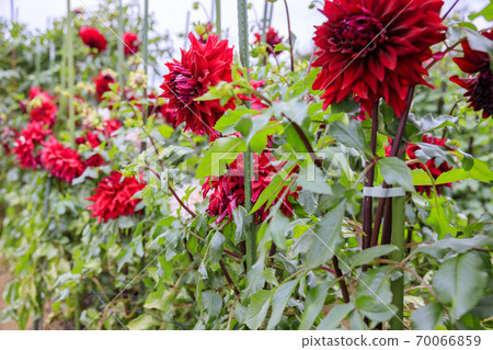Umami Hill Park Dahlia Garden in full bloom Umami Hill Park Dahlia Garden in full bloom 70066859