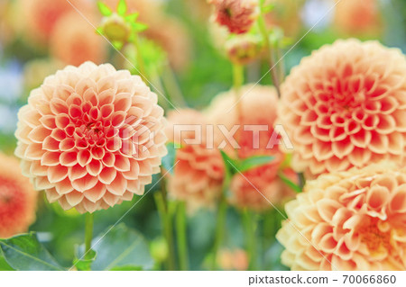 Umami Hill Park Dahlia Garden in full bloom Umami Hill Park Dahlia Garden in full bloom 70066860