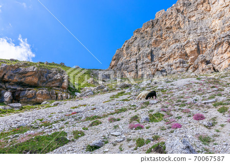 Beautiful view of idyllic mountain scenery. Three sheeps in an alpine meadow with summer flowers Beautiful view of idyllic mountain scenery. Three sheeps in an alpine meadow with summer flowers 70067587