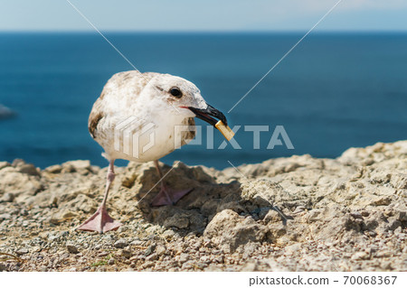 A Seagull eats cookies on a rock, against the blue sea. A Seagull eats cookies on a rock, against the blue sea. 70068367
