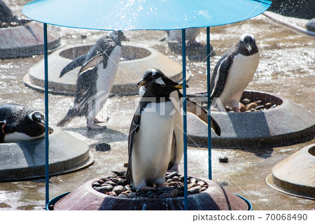 Penguins bathing in drizzle water at the Edinburgh Zoo 70068490