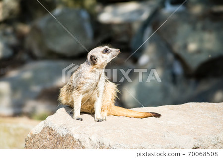 Meerkat looking far on the rocks at the Edinburgh Zoo 70068508