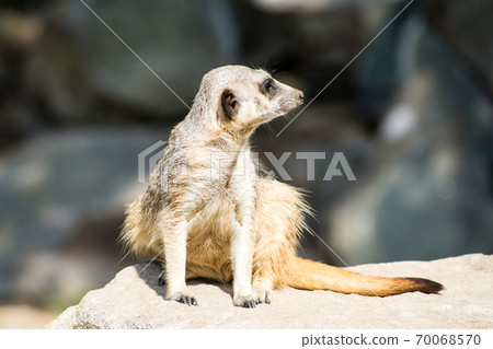 Meerkat looking far on the rocks at the Edinburgh Zoo 70068570