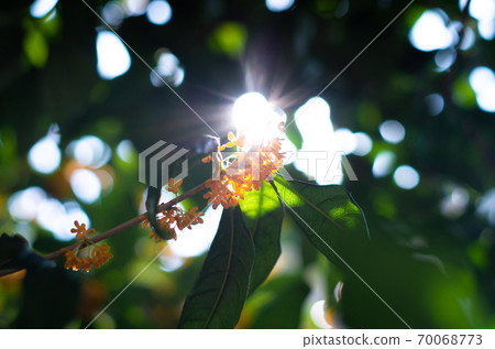 In the autumn morning, the sun shines through the flowers of Kinmokusei In the autumn morning, the sun shines through the flowers of Kinmokusei 70068773
