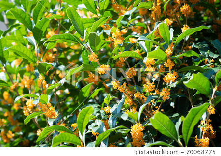 Kinmokusei in full bloom 70068775