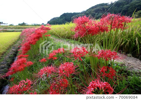 群集孤挺花 70069084