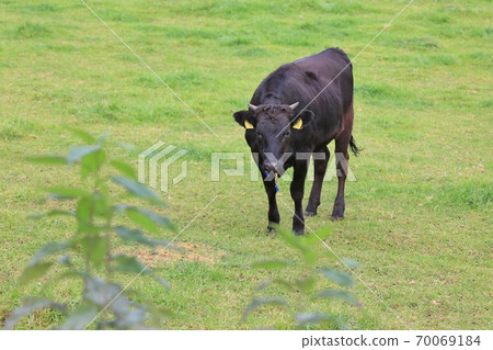 Japanese beef 70069184