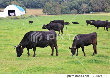 日本牛肉 70069185