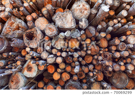 Tree trunks pattern. Wood pile. Wood texture. Natural Background 70069299
